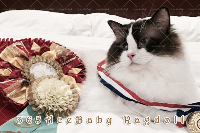 海豹双色布偶猫