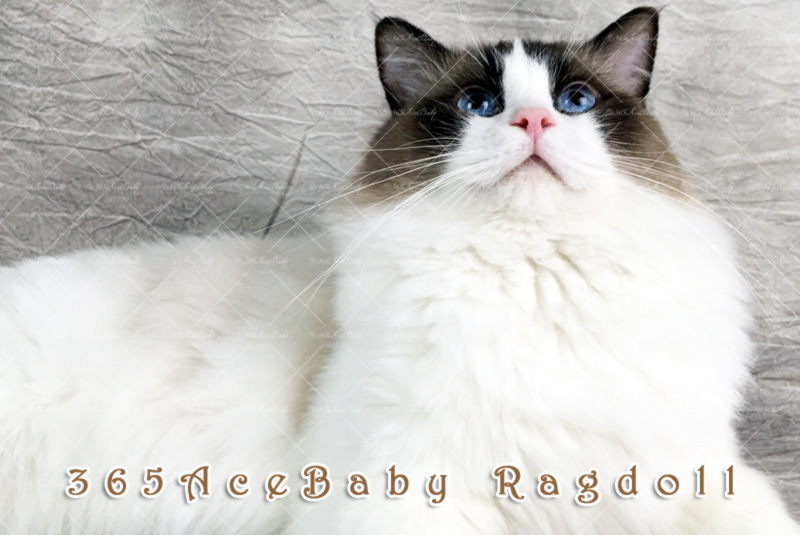 海豹双色布偶猫