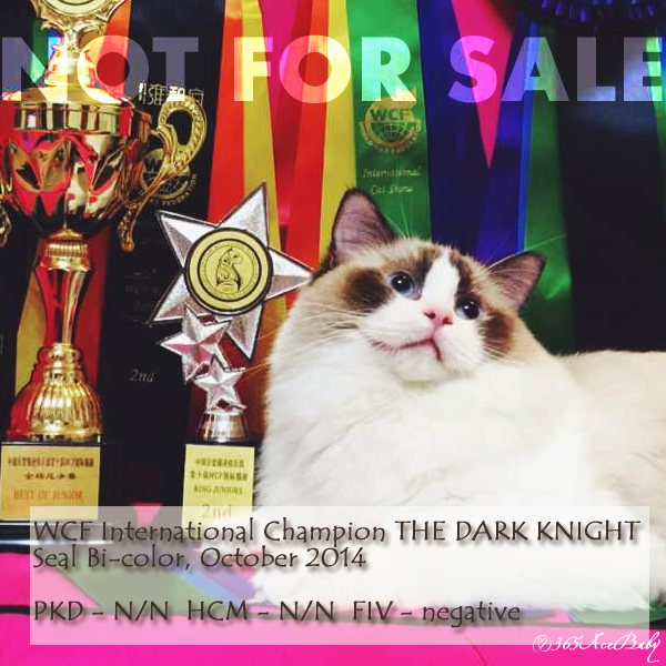 海豹色双色布偶猫-骑士