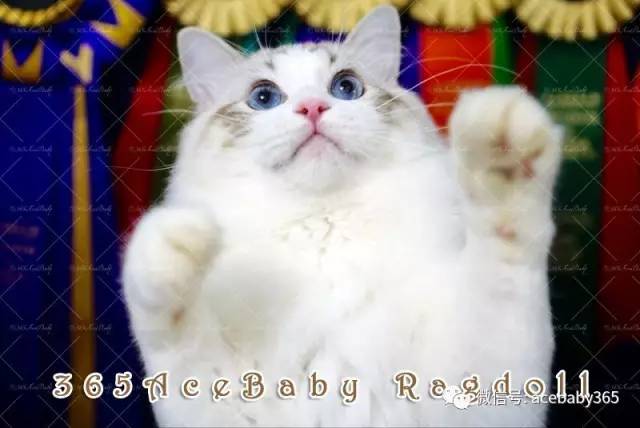 海豹山双布偶猫