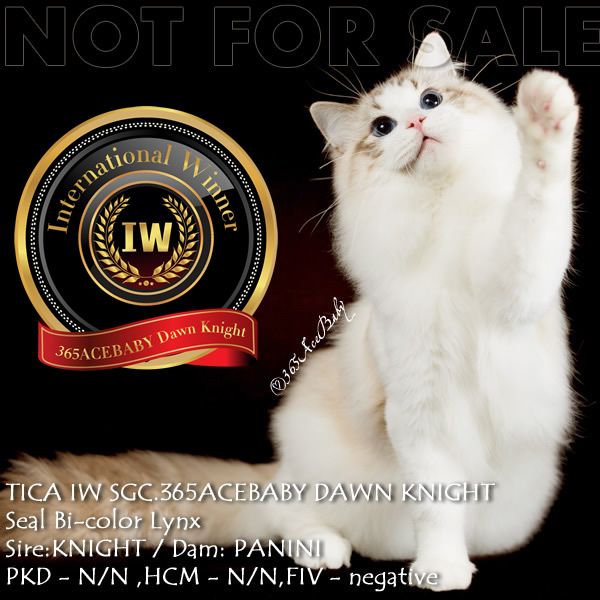 海豹山纹双色布偶猫-二胖