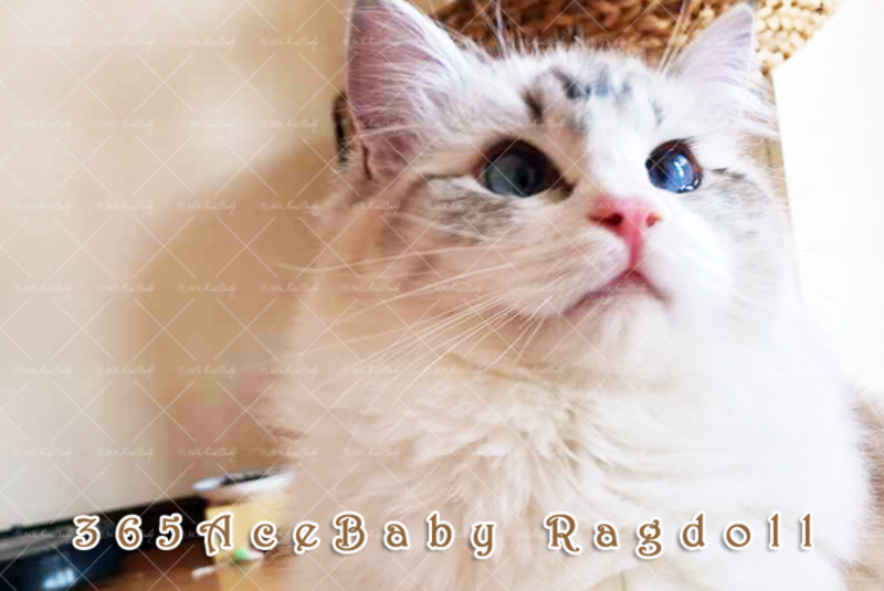 海豹山双布偶猫