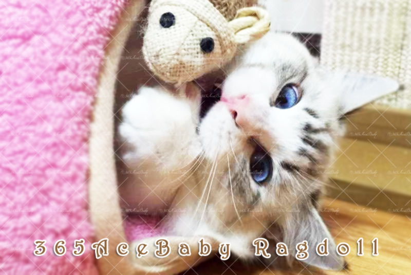 海豹山双布偶猫