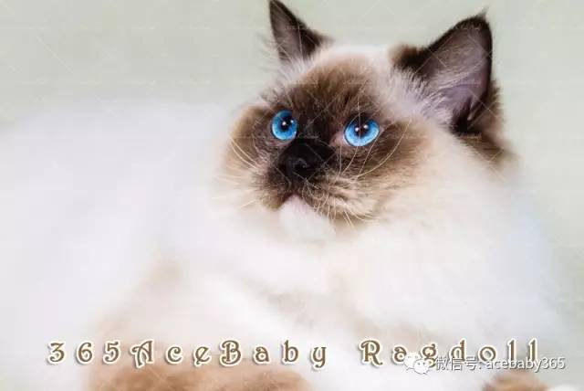 海豹手套布偶猫