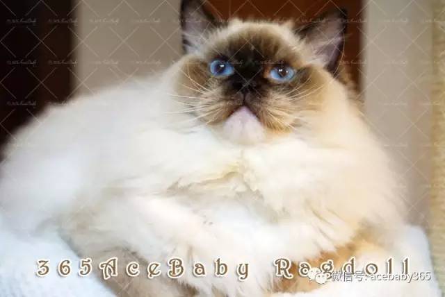 海豹手套布偶猫