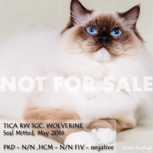 海豹手套布偶猫-金刚懒