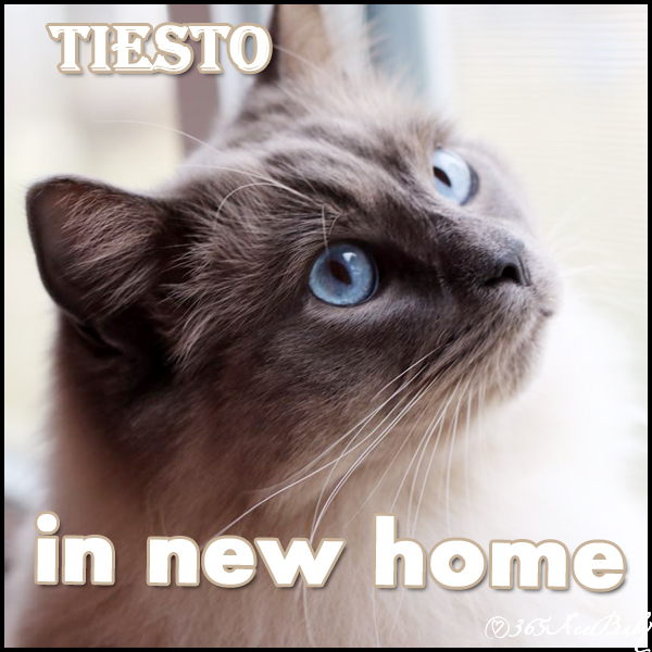 蓝色重点布偶猫