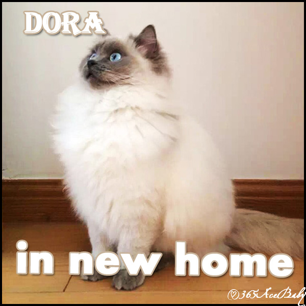 蓝色重点布偶猫