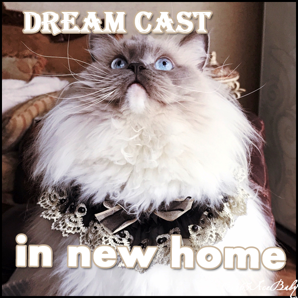 蓝色手套布偶猫