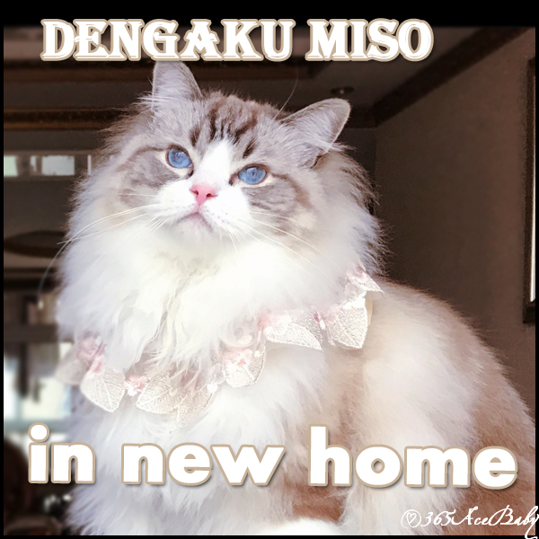 海豹山双布偶猫