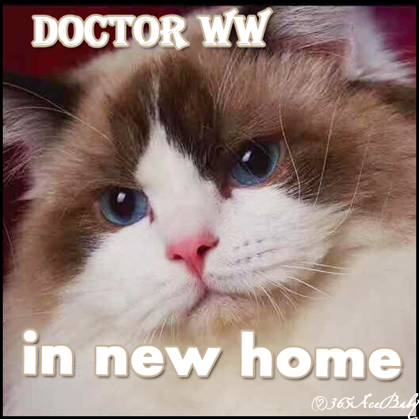 海豹双色布偶猫