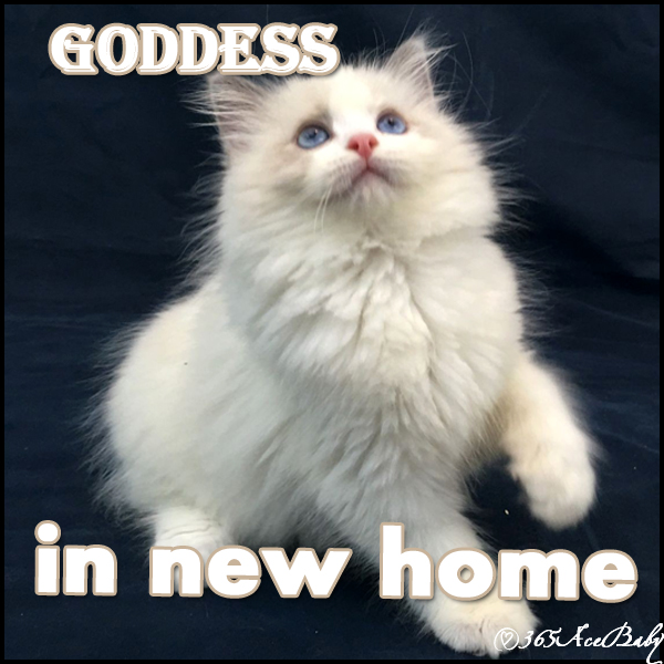 蓝色双色布偶猫