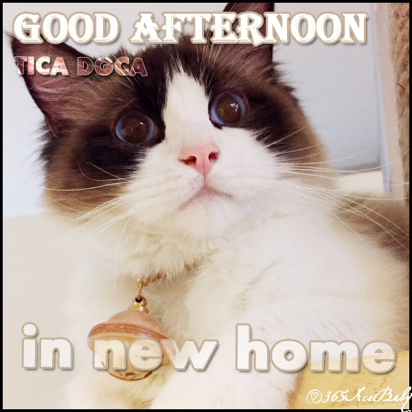 海豹双色布偶猫