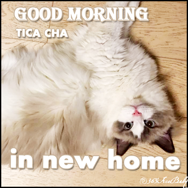 蓝色双色布偶猫