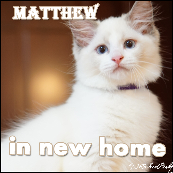 蓝色双色布偶猫