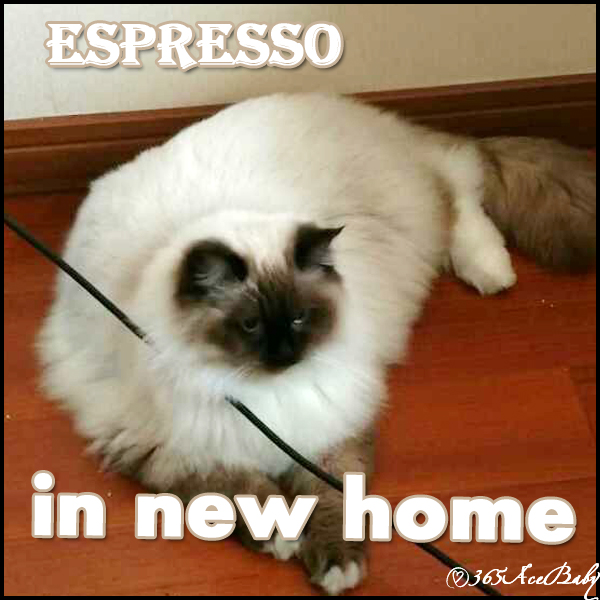 海豹手套布偶猫