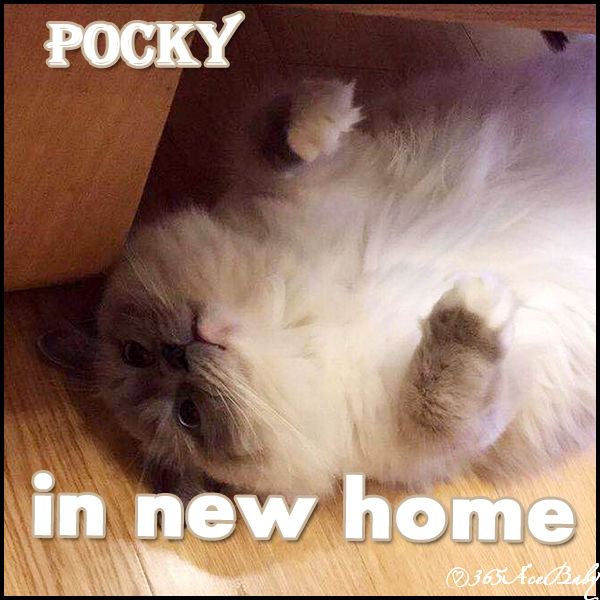 蓝色手套布偶猫