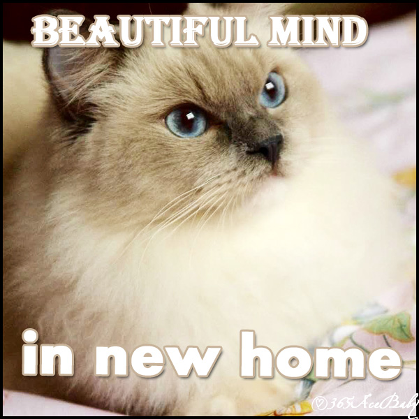 蓝色手套布偶猫