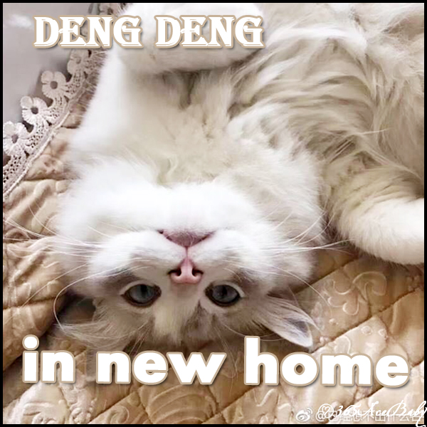 蓝山双色布偶猫