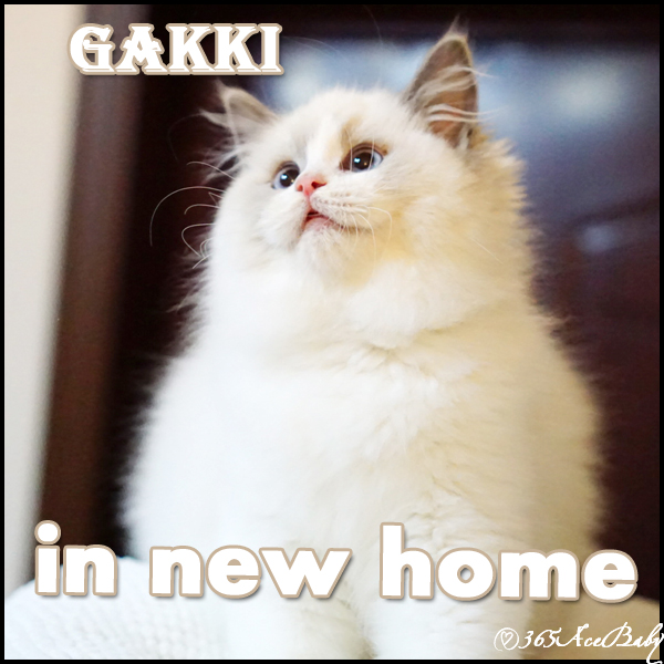 蓝色双色布偶猫