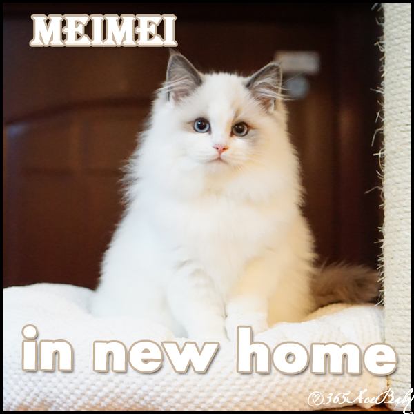 蓝色双色布偶猫