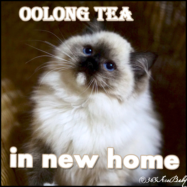 海豹手套布偶猫