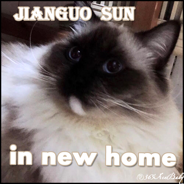 海豹手套布偶猫