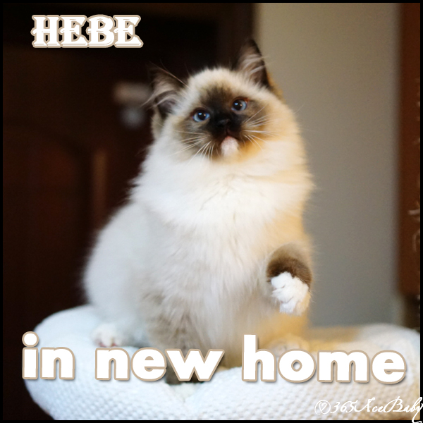 海豹手套布偶猫