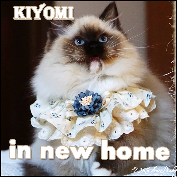 海豹手套布偶猫