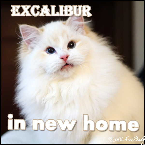 奶油山双布偶猫