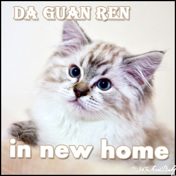 海豹山手套布偶猫