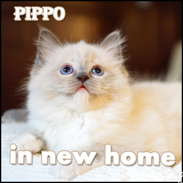 蓝色手套布偶猫