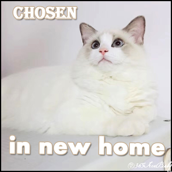 蓝色双色布偶猫