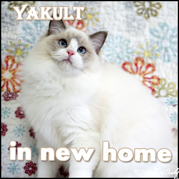 蓝色双色布偶猫