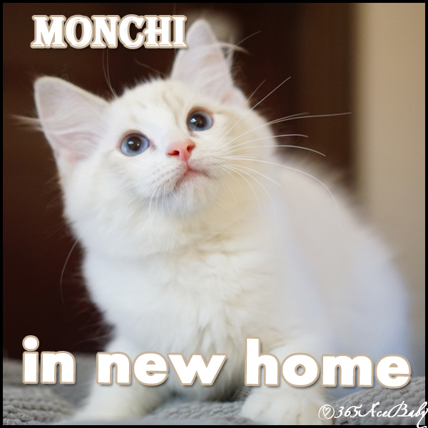 海豹山双布偶猫