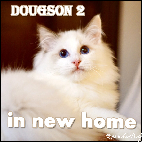 海豹双色布偶猫