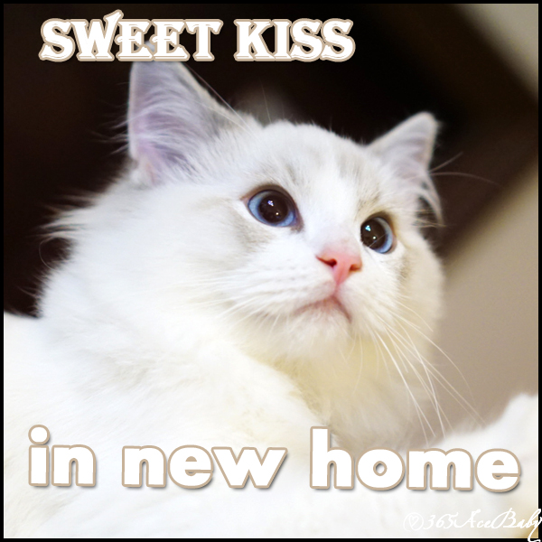 蓝色山双布偶猫