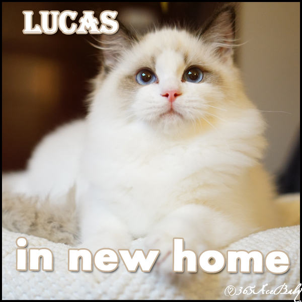 海豹双色布偶猫