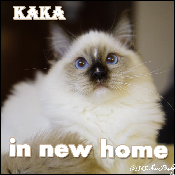 海豹手套布偶猫