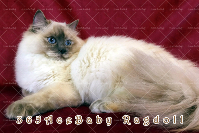 玳瑁重点布偶猫