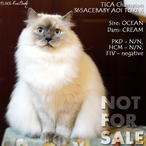 玳瑁重点布偶猫-青鸟