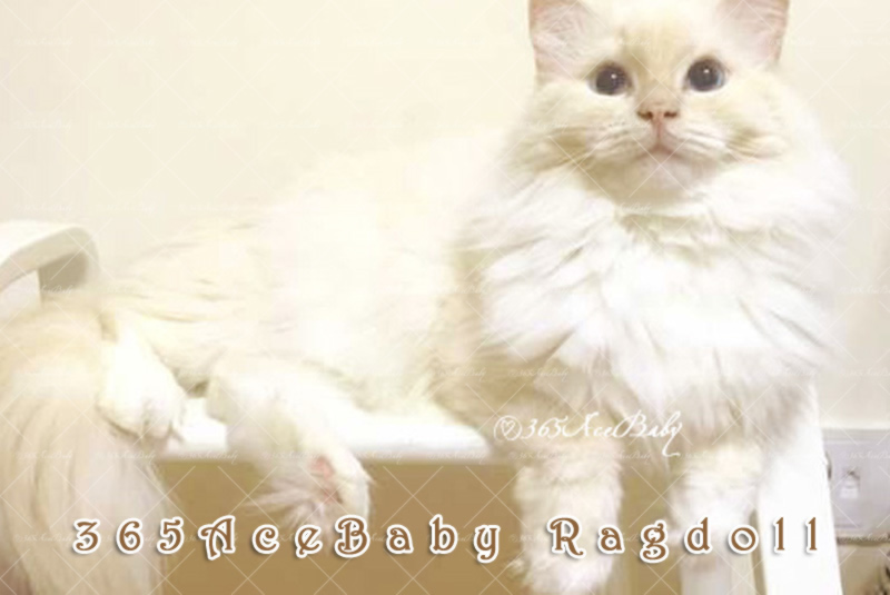 奶油手套布偶猫