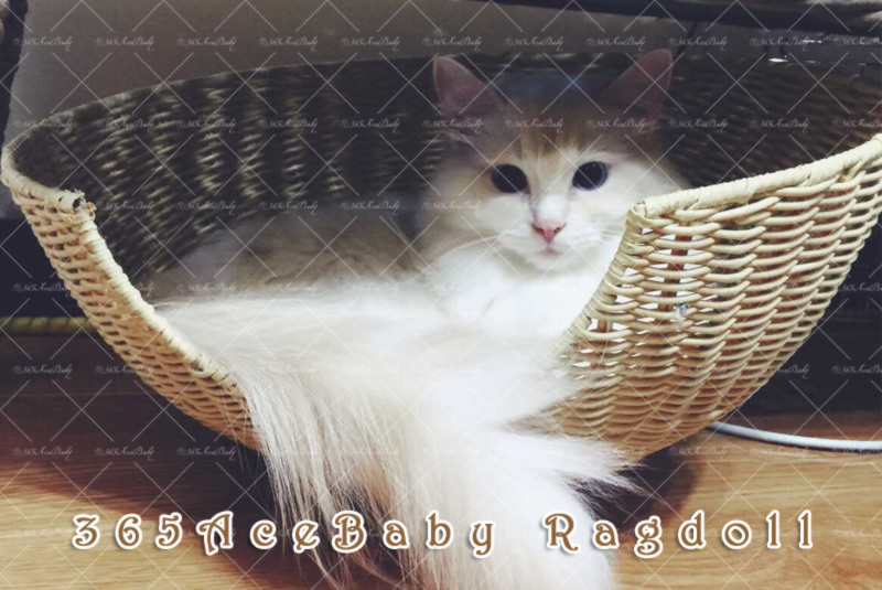 奶油手套布偶猫