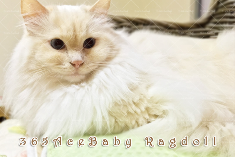 奶油手套布偶猫