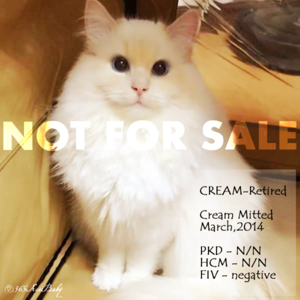 奶油色手套布偶猫-奶油