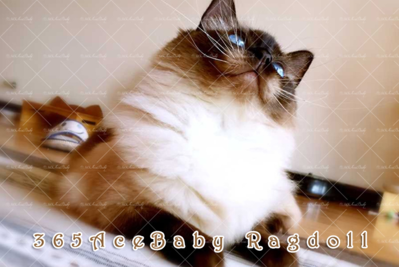 海豹重点布偶猫