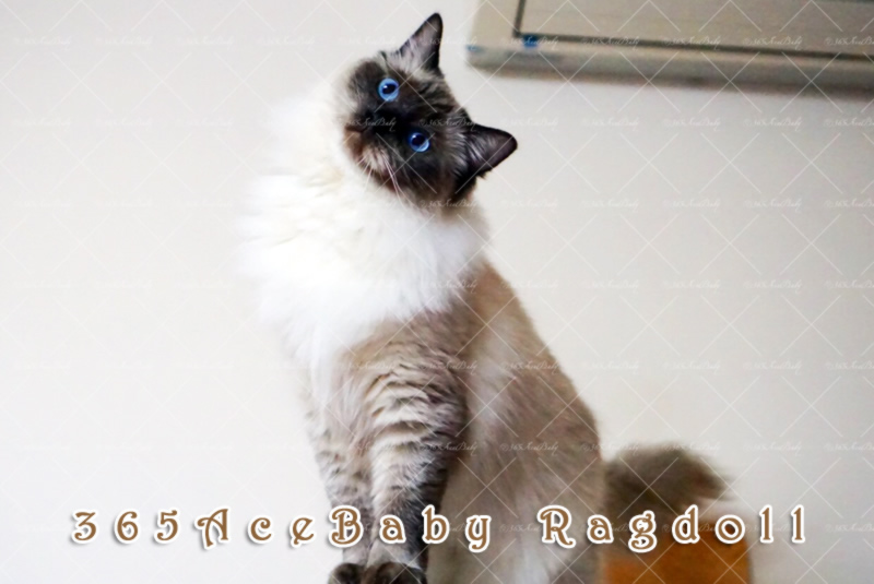 海豹重点布偶猫