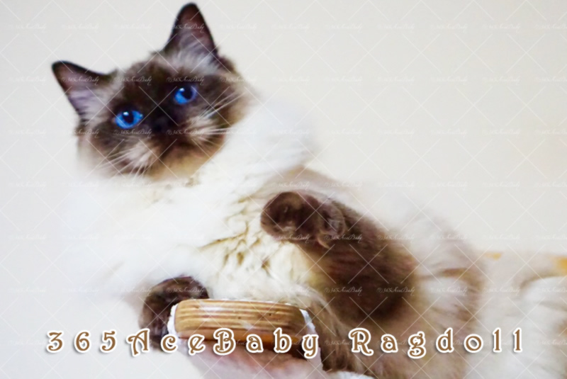 海豹重点布偶猫