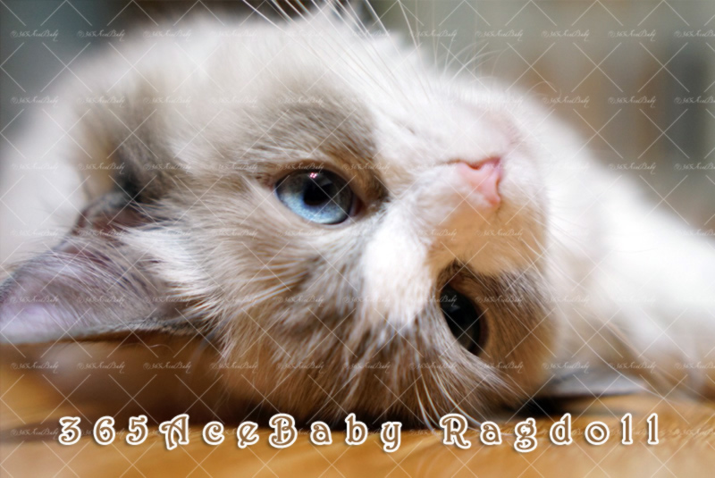 蓝色双色布偶猫