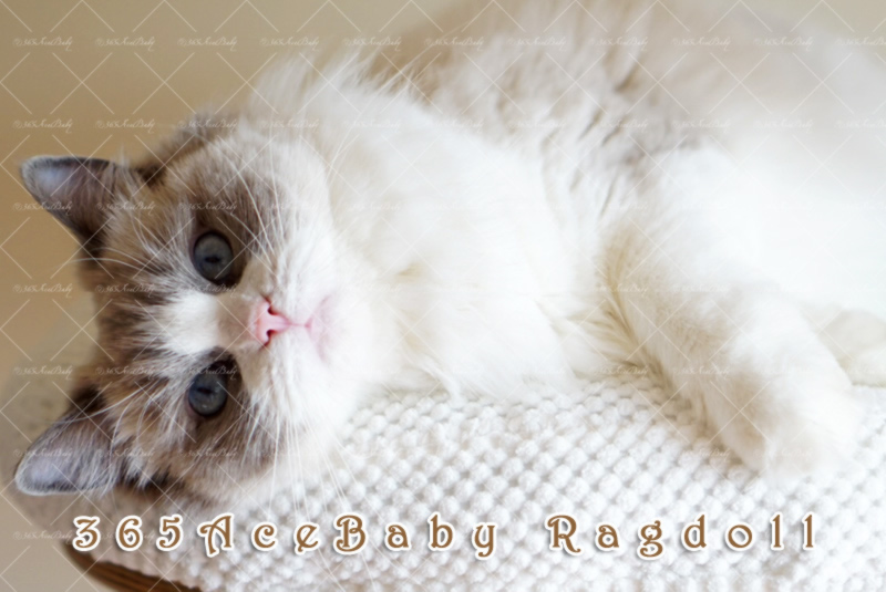 蓝色双色布偶猫